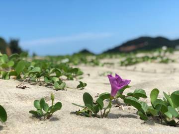 百度精選“天上嫦娥賞桂花”指什么生肖
